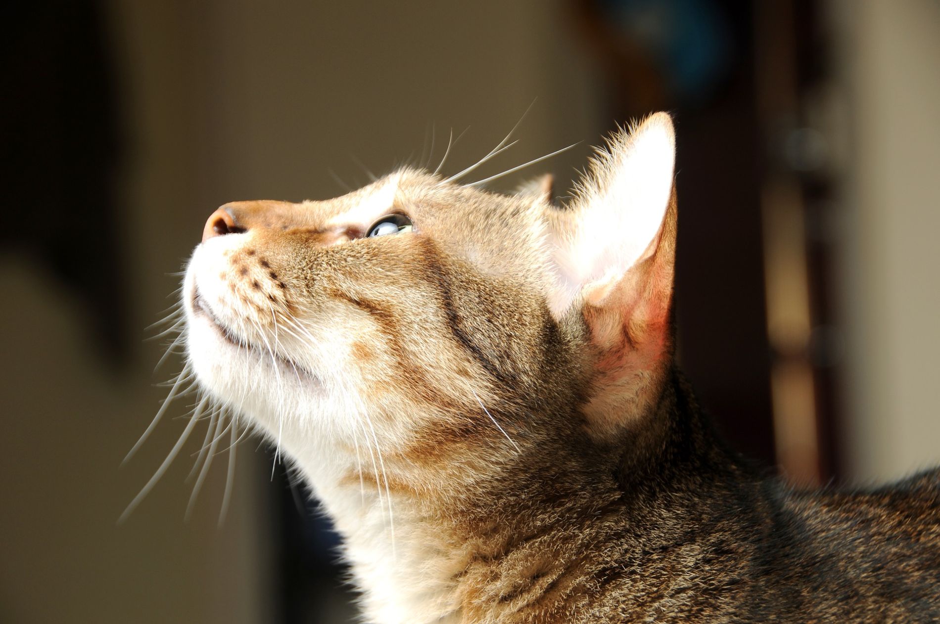 orange cat looking up