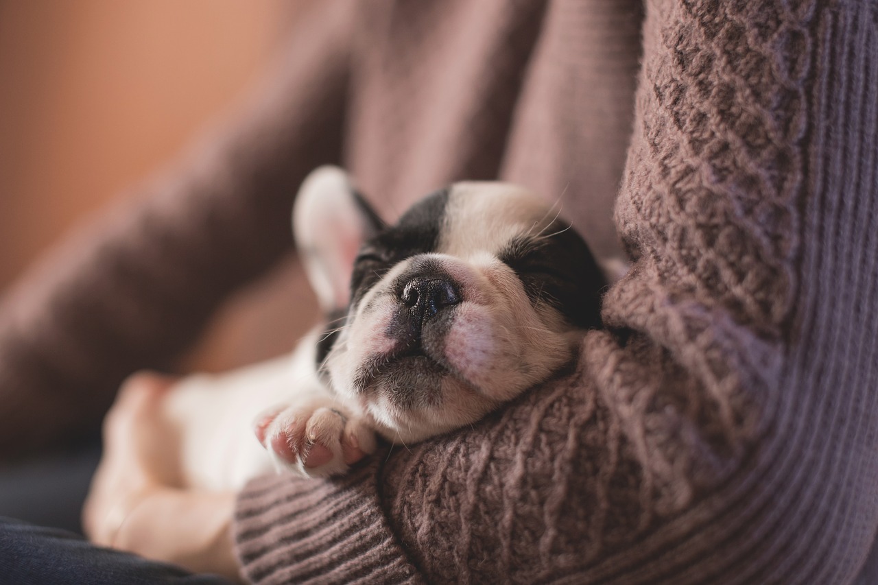 adorable french bulldog