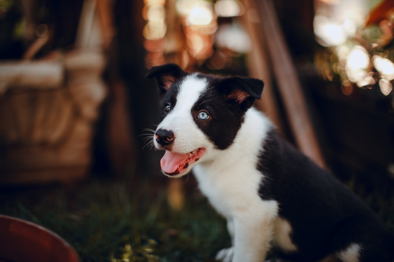 black and white border collie puppy