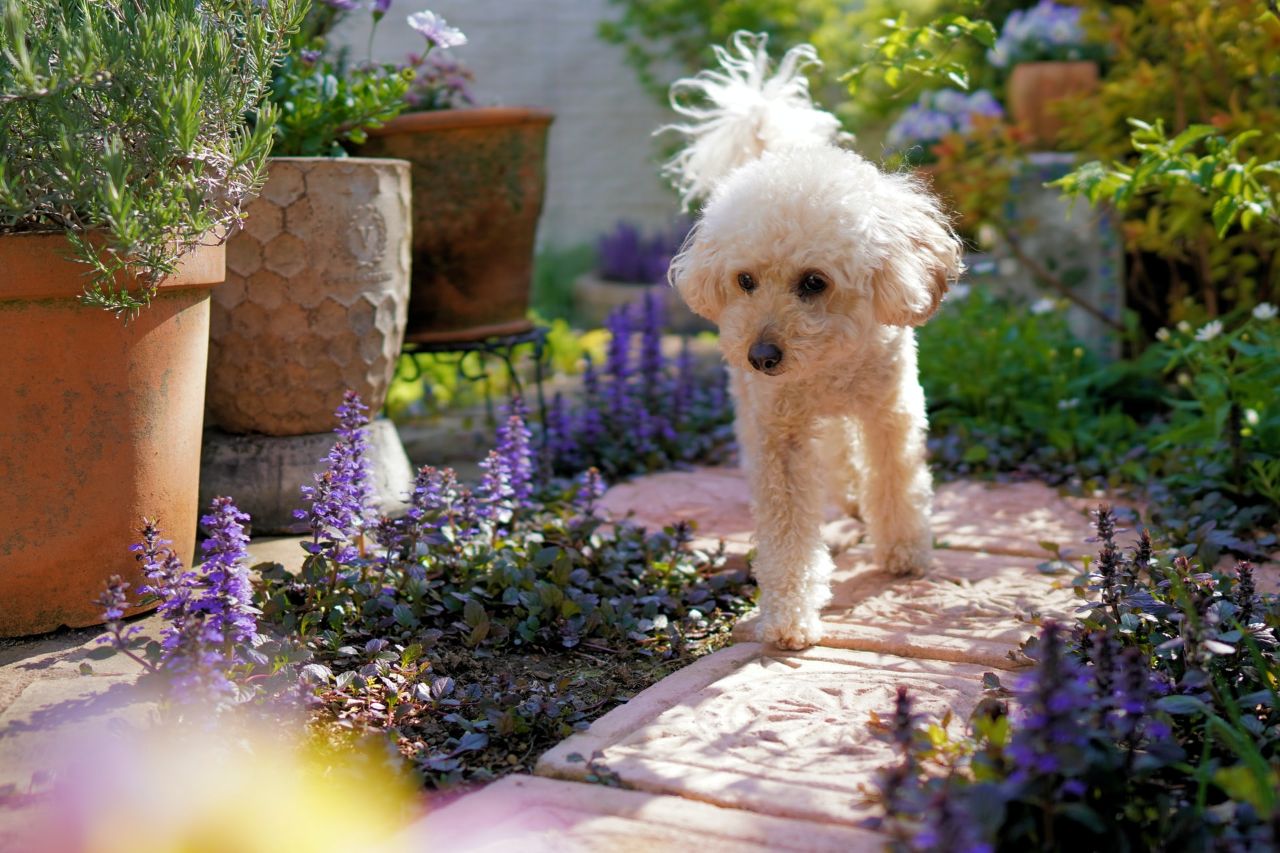 White dog pwalking on the garden