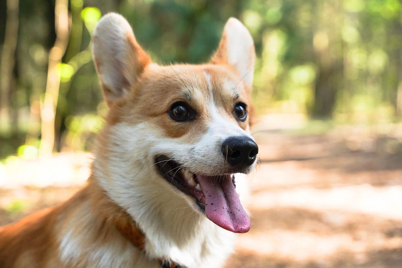 brown and white dog playing outdoors