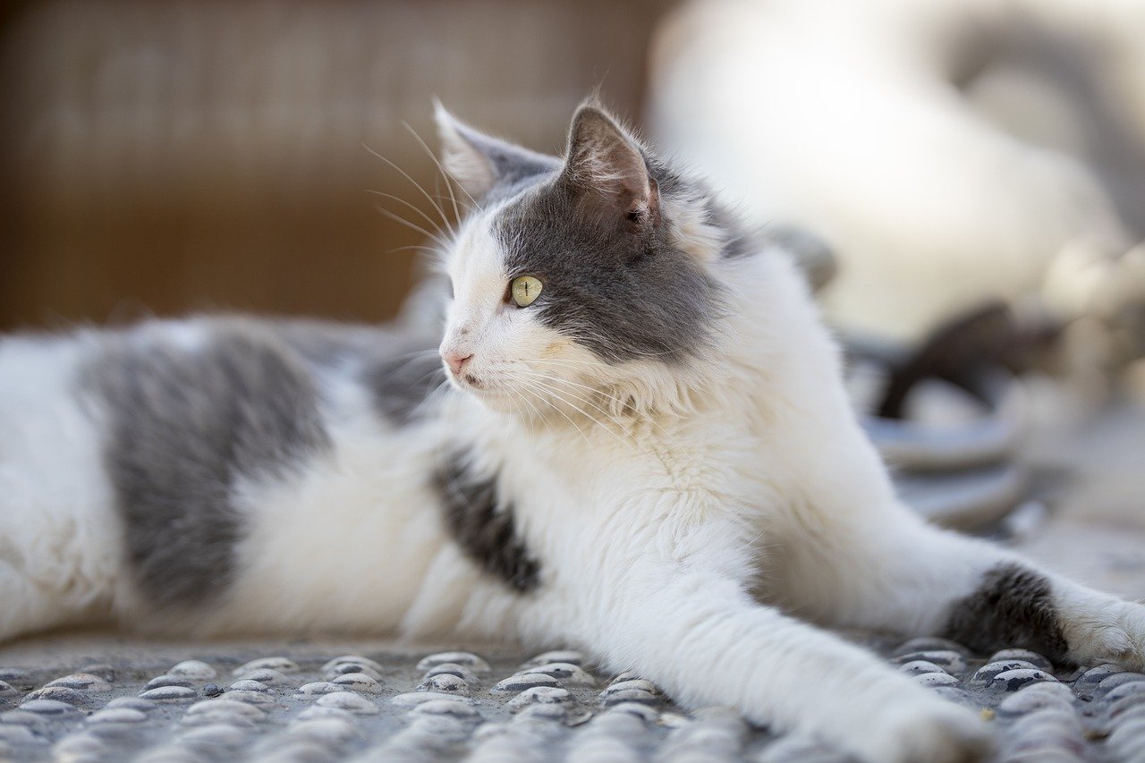 white and gray cat