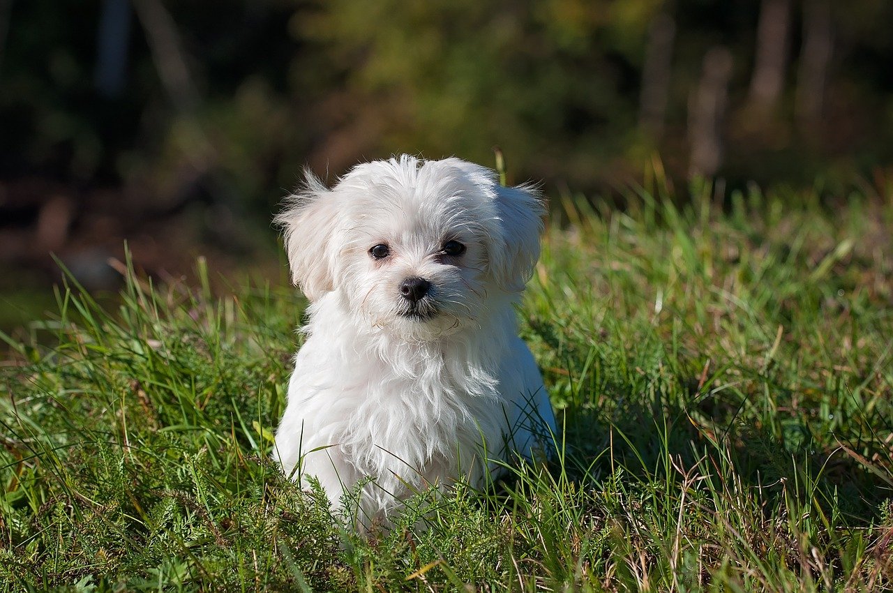 white dog in the park