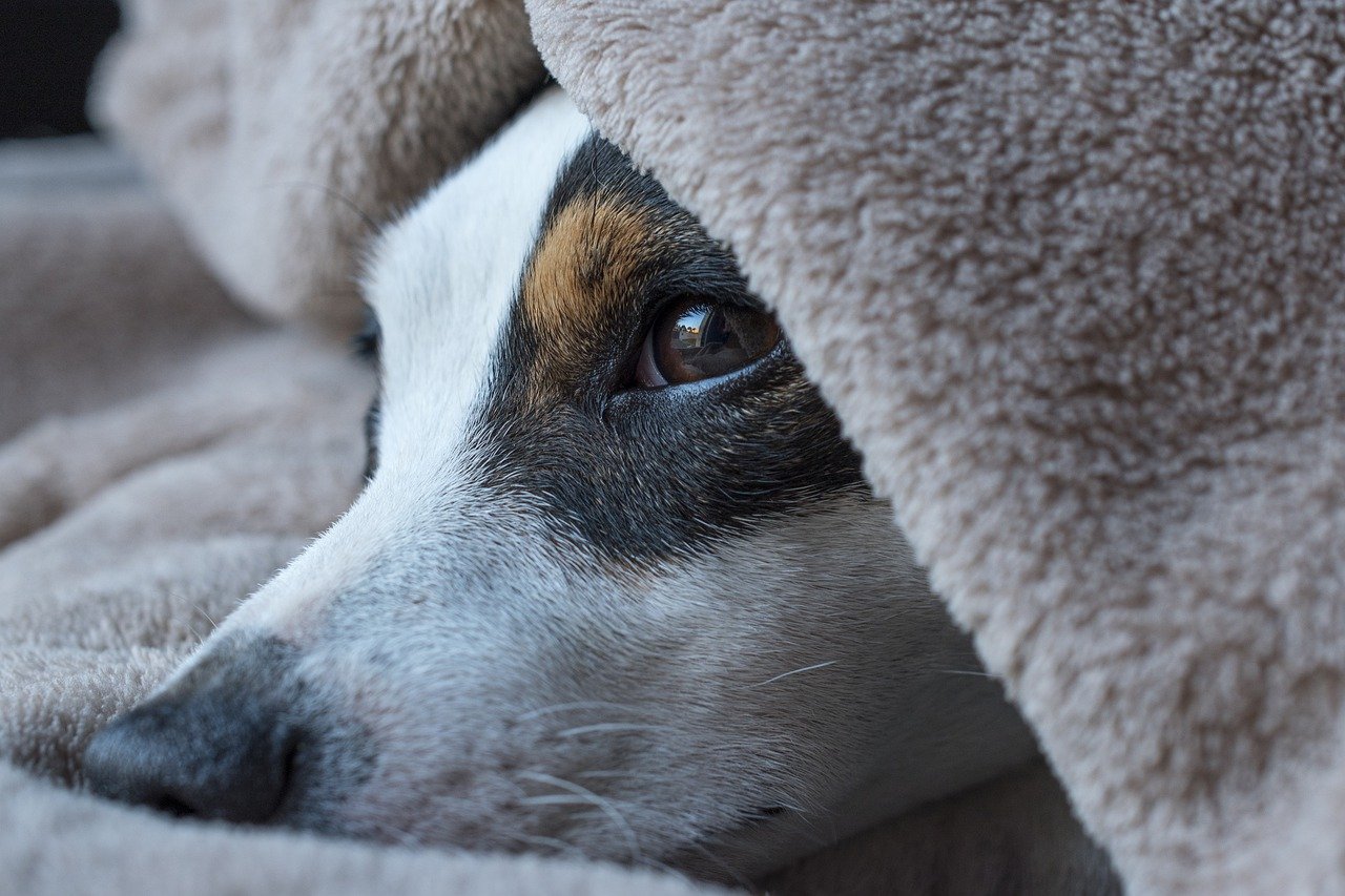 Dog covered by a blanket