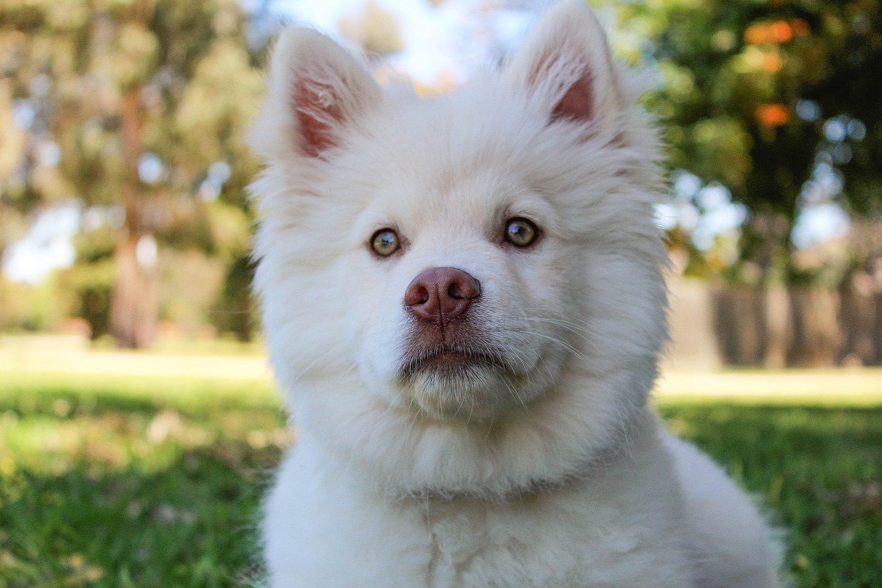 Small white dog