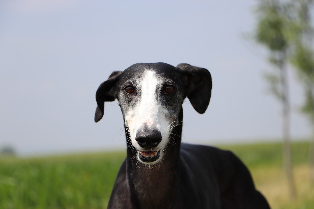 spanish galgo