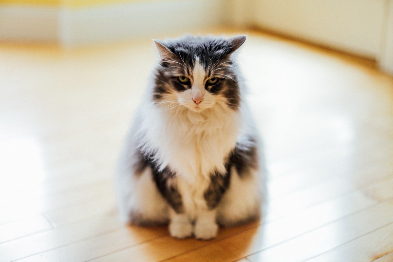 Gray and white cat standing