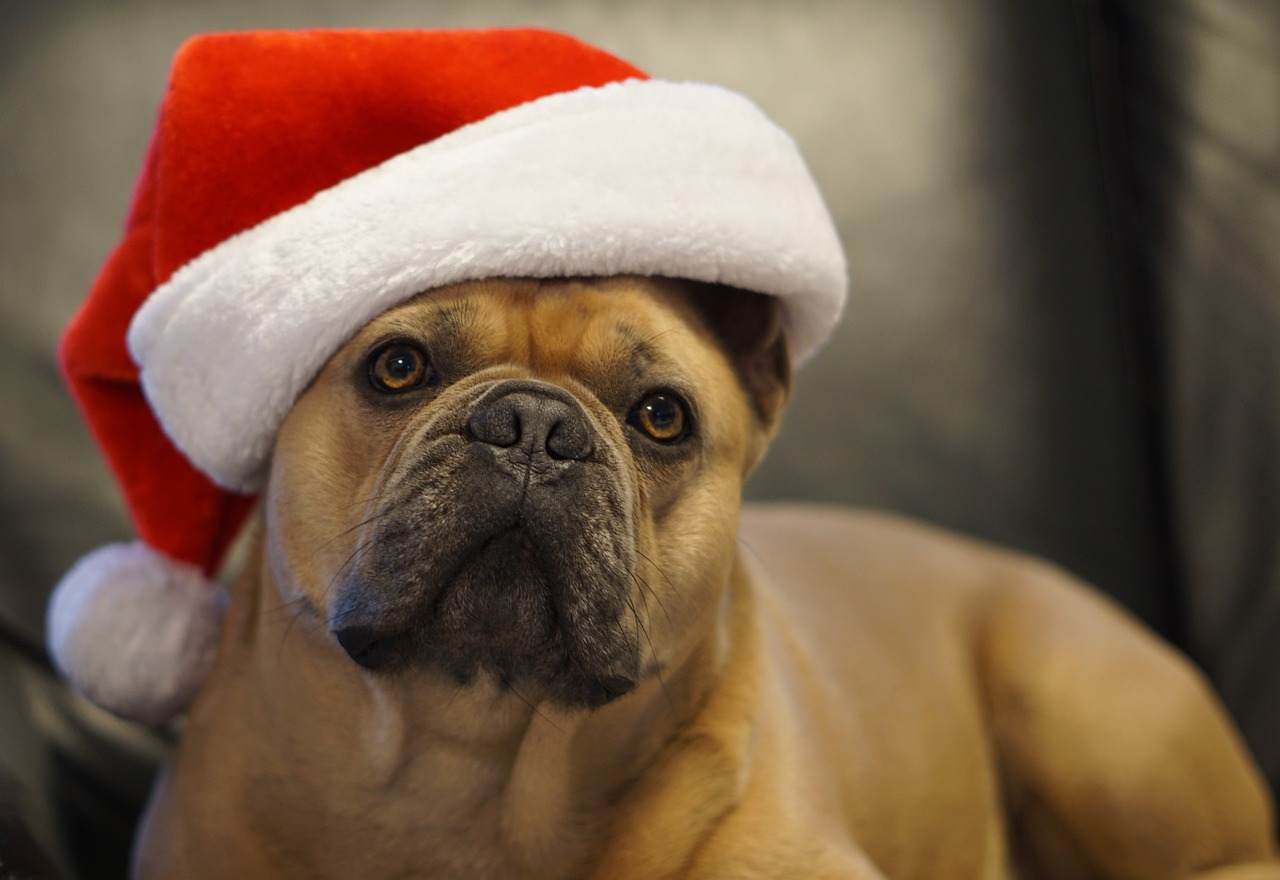 dog with christmas hat