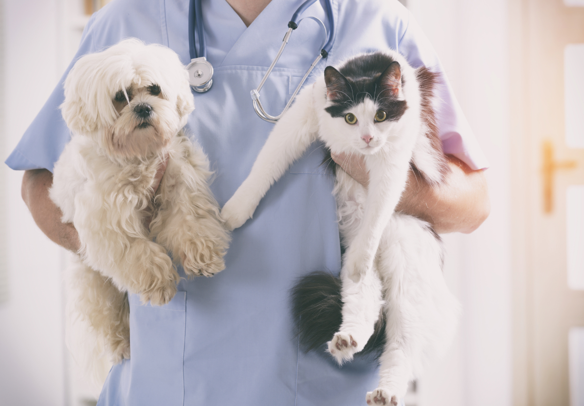 Vet holding a dog and a cat