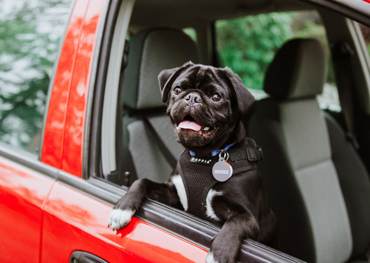 black dog in a car