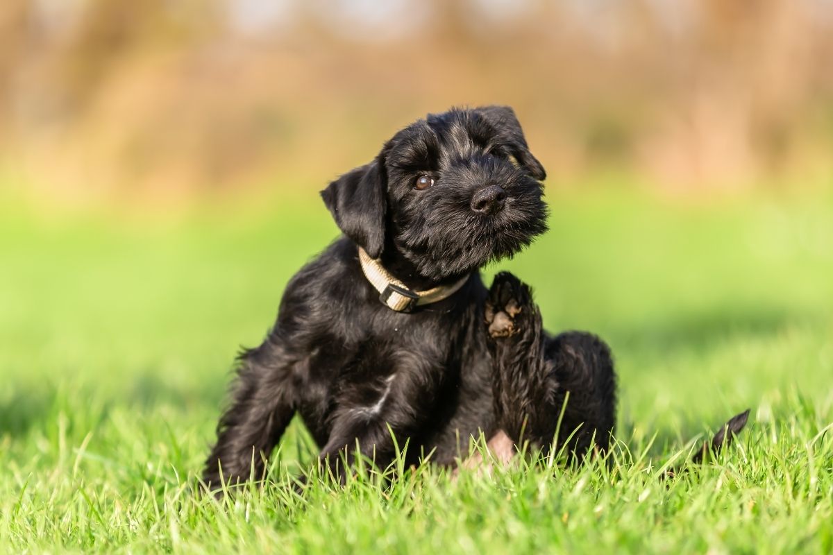 Black dog scratching