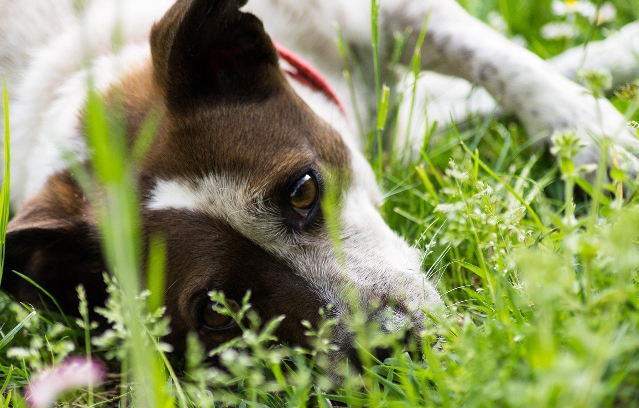 dog laying on the grass