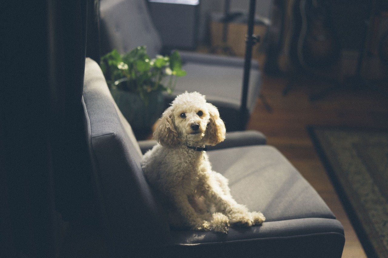 dog laying on a couch