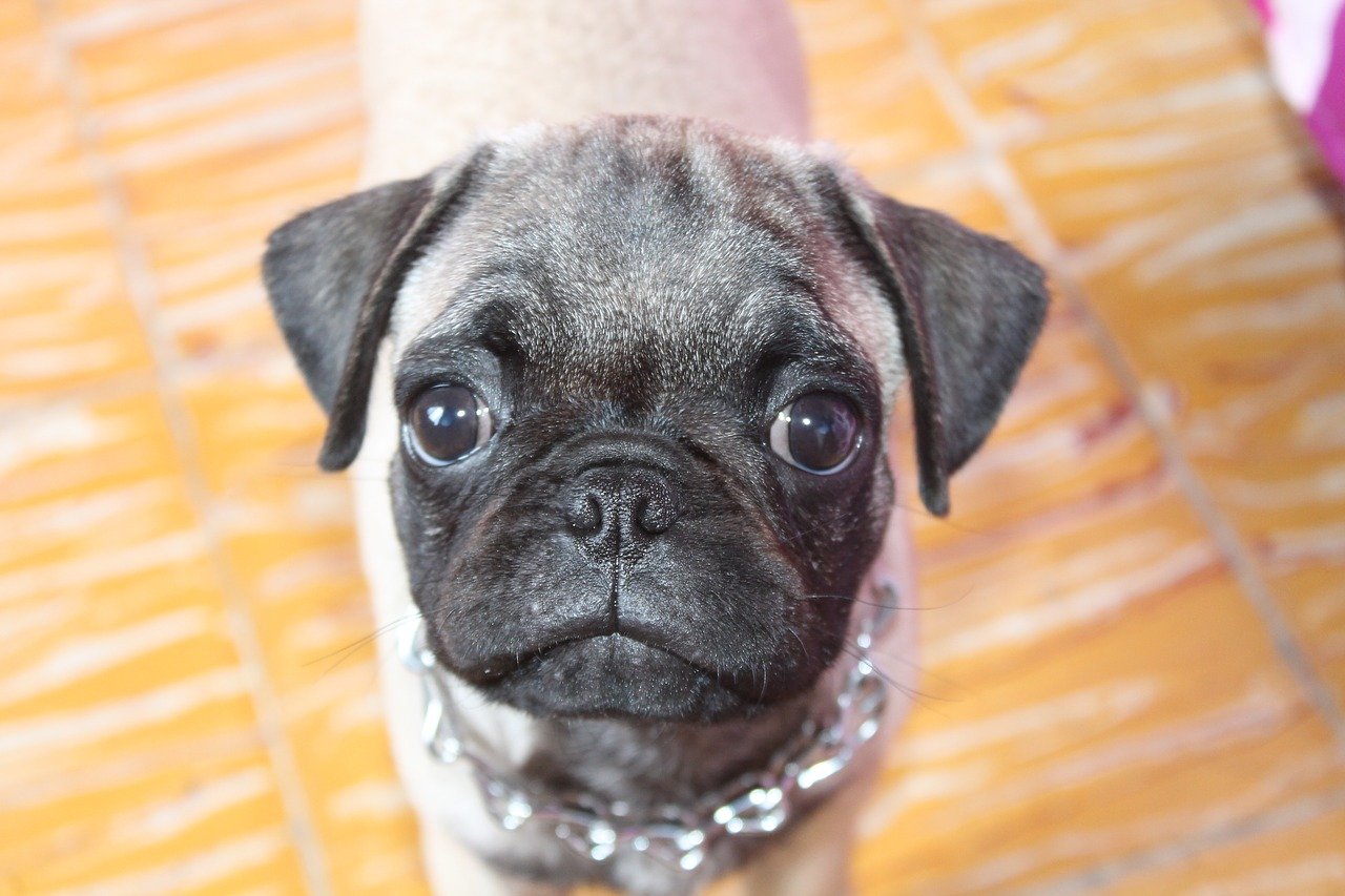 Small pug with a chain collar