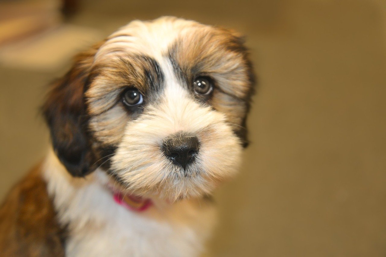 tibet terrier