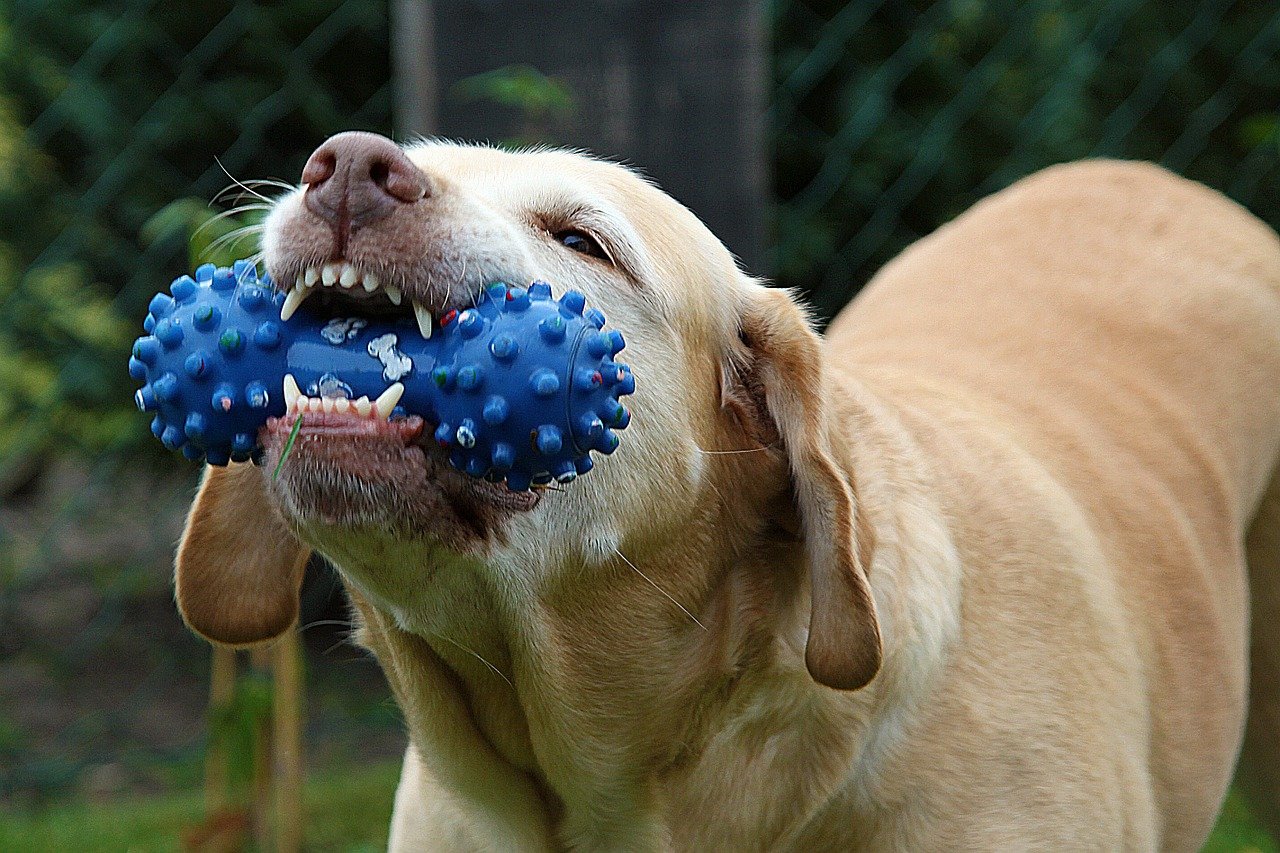 dog playing with a toy