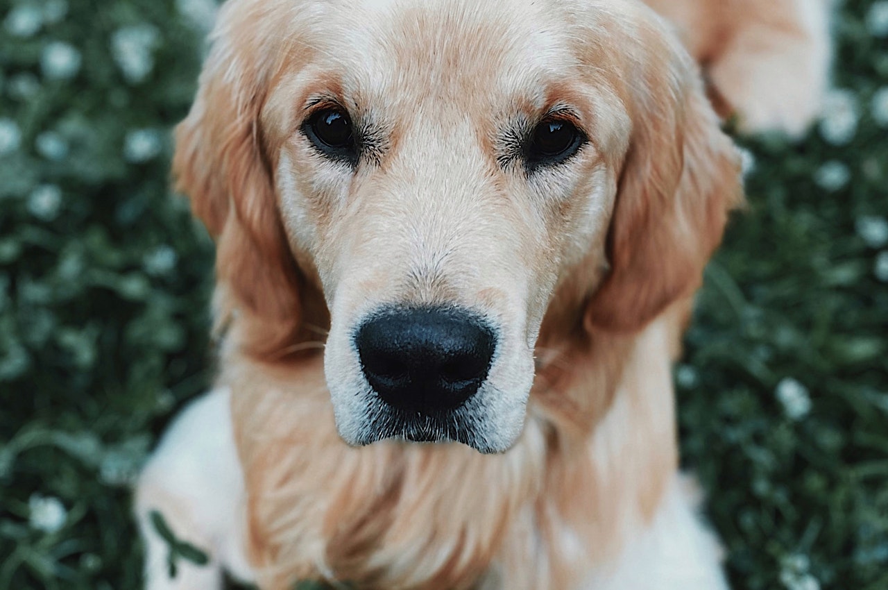 golden retriever