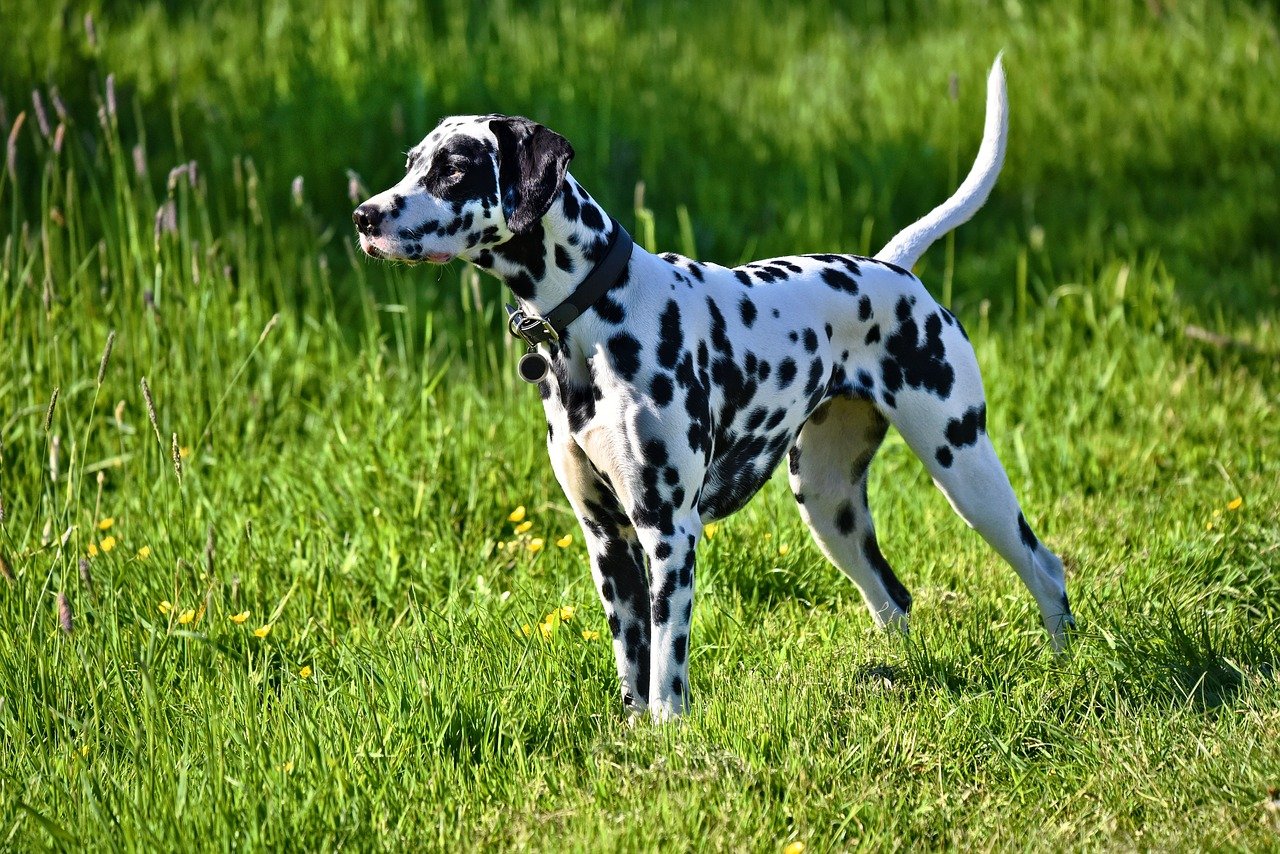 dalmation dog