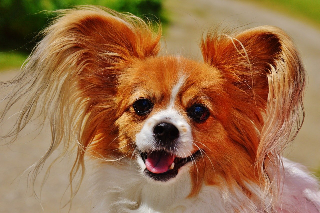 brown and white dog