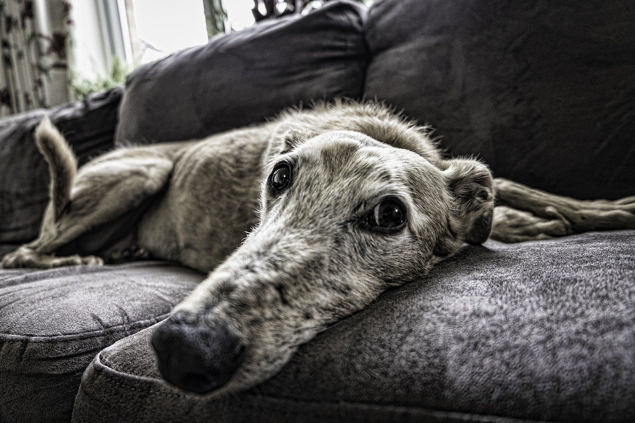 dog laying on a couch