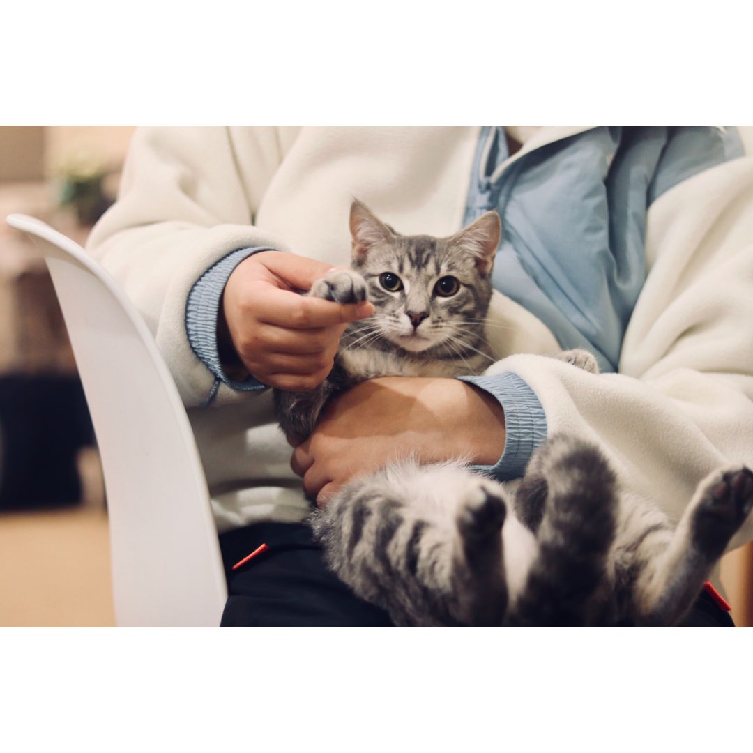 Gray cat being held by owner