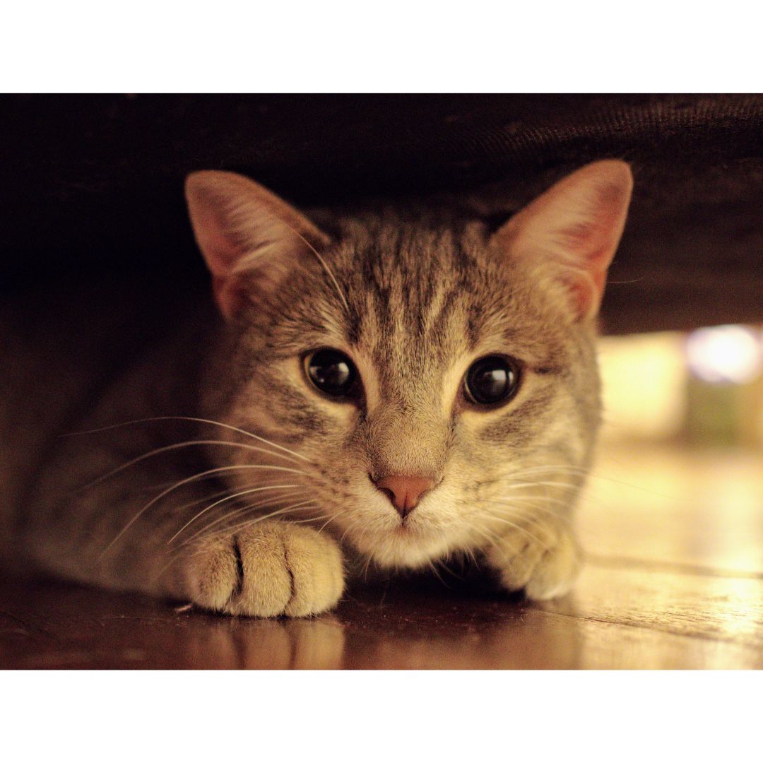 cat laying under bed