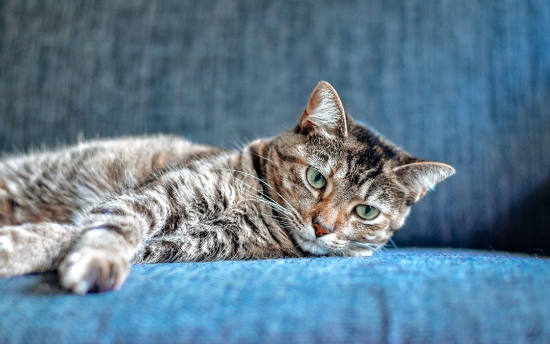 3 Ways to Enrich Your Cat’s Life