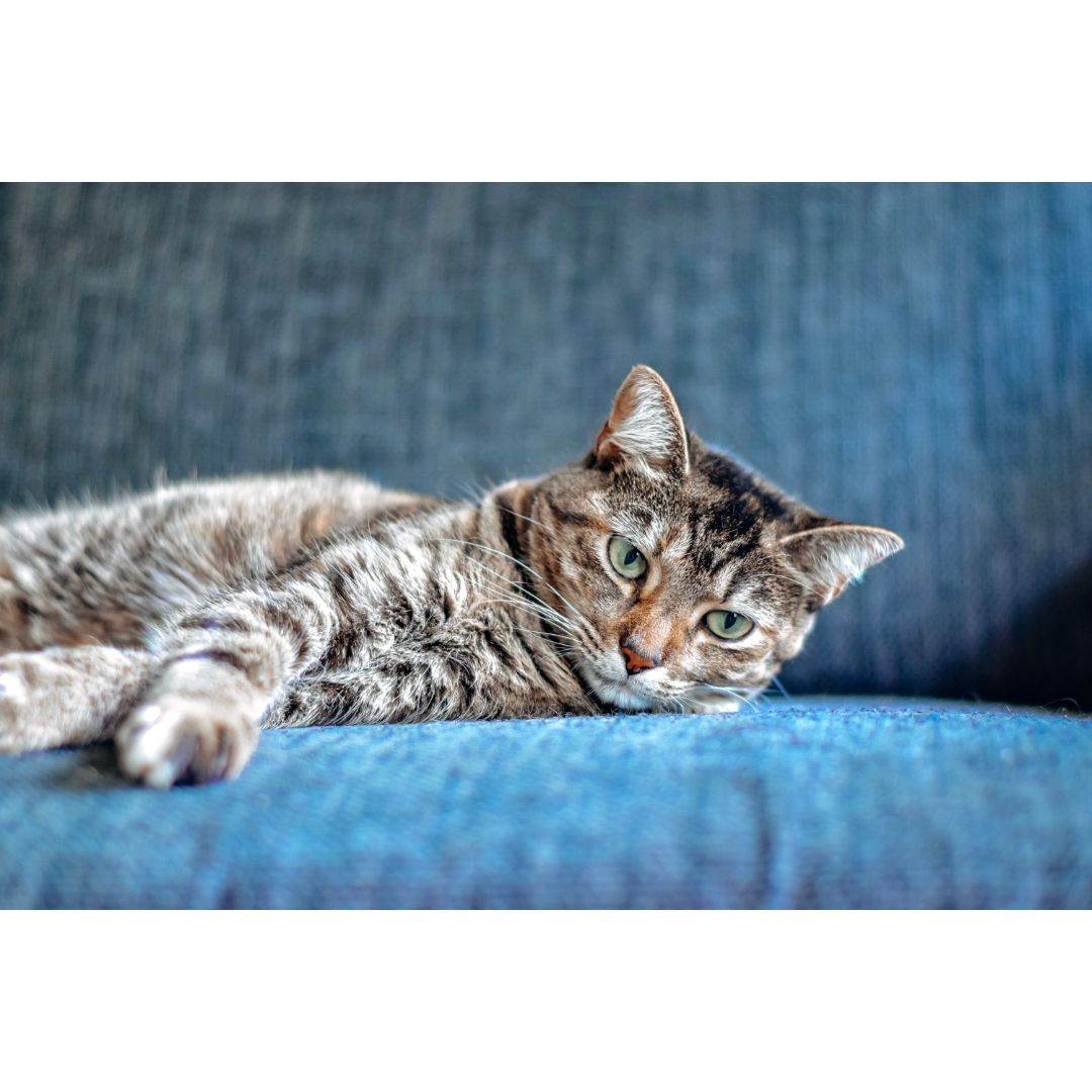 cat laying on a couch