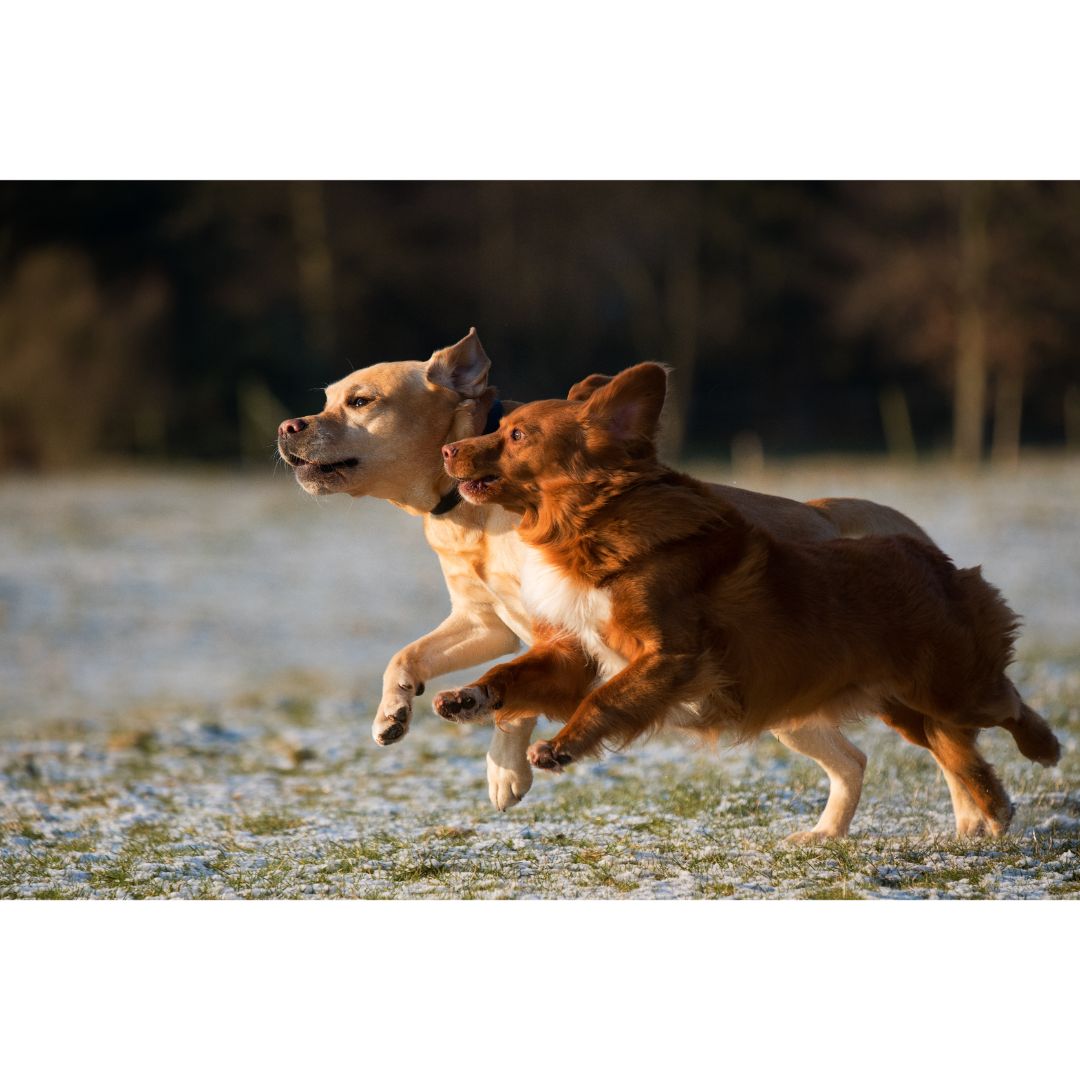 two dogs playing outside