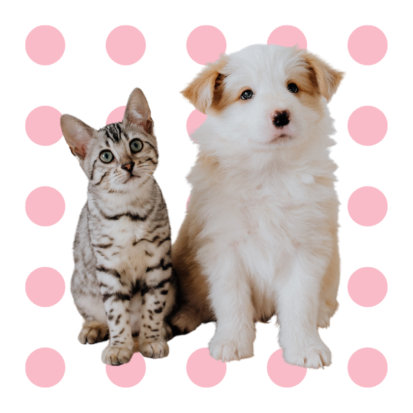 Anaheim Vet Specials