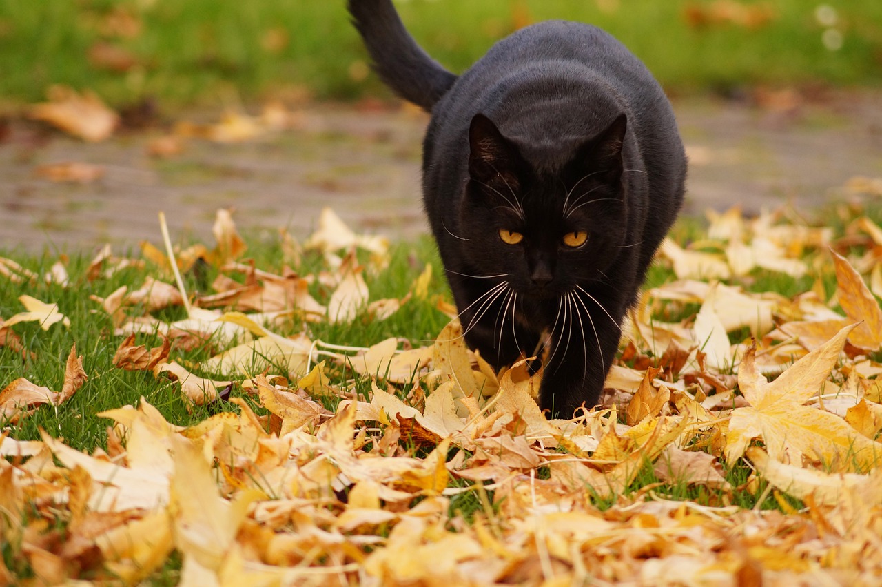 black cat walking on leafs