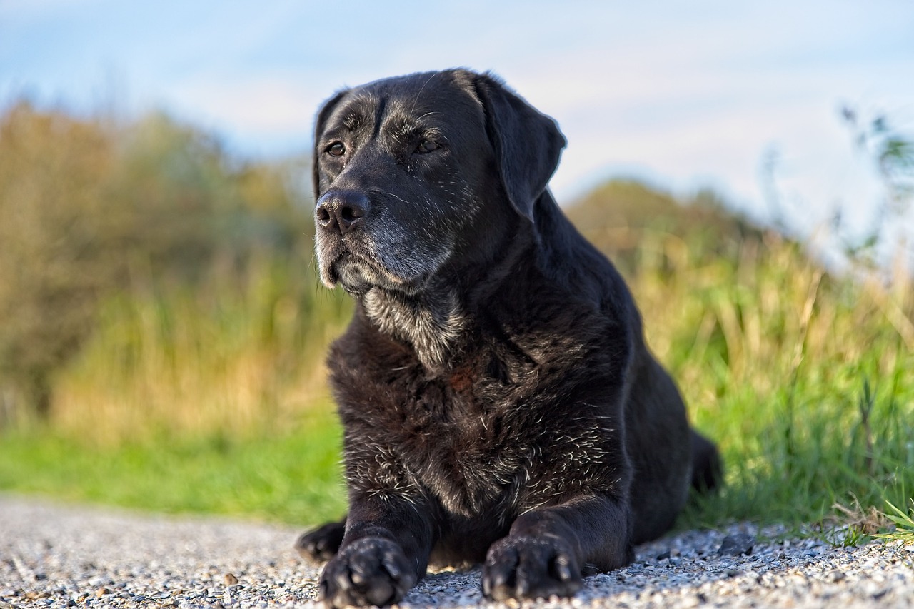 senior black dog laying on the grass