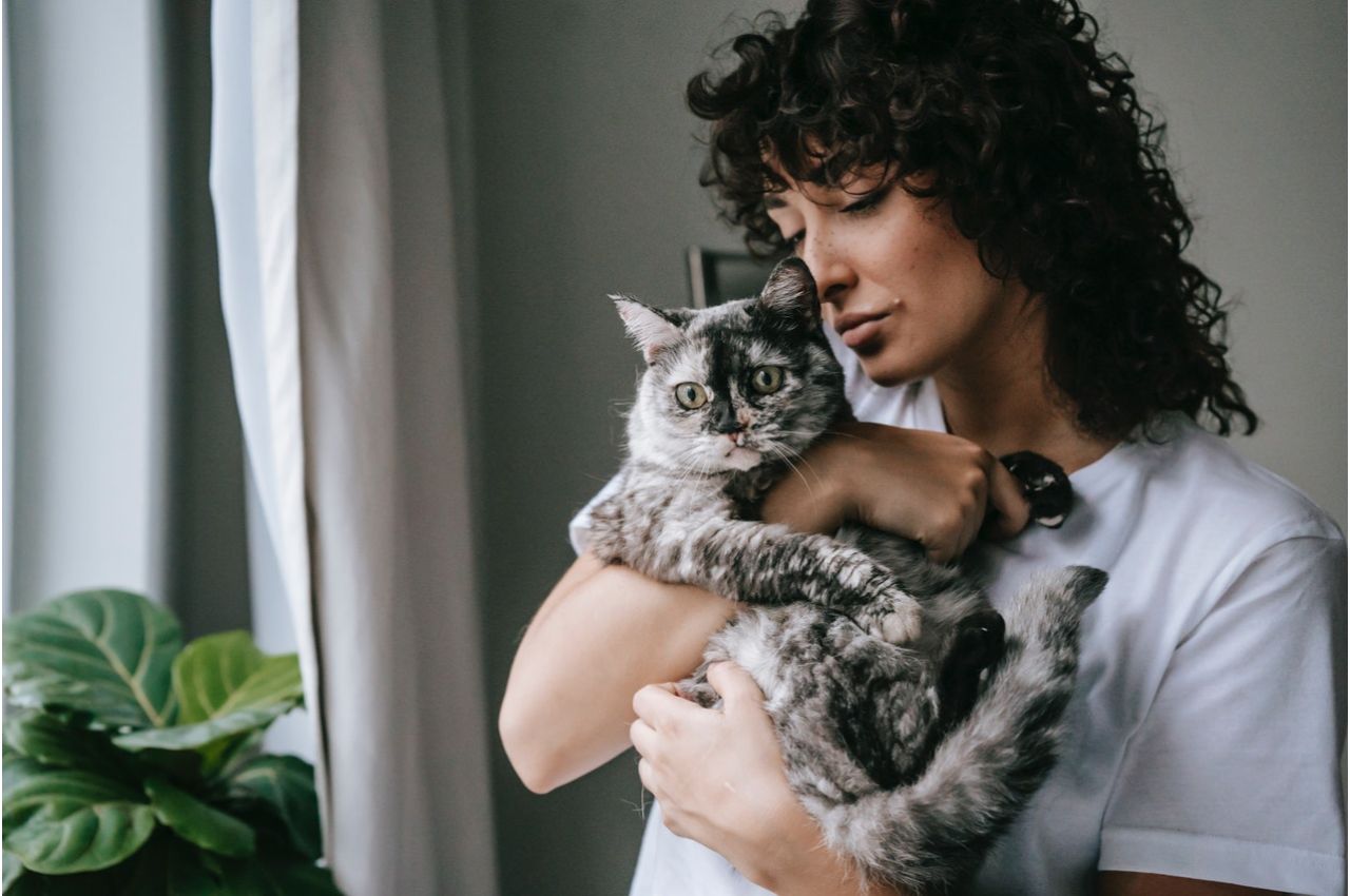 Gray cat being held by woman