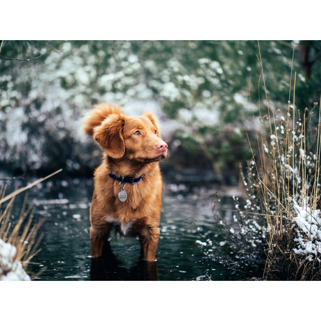 Dog walking on a river