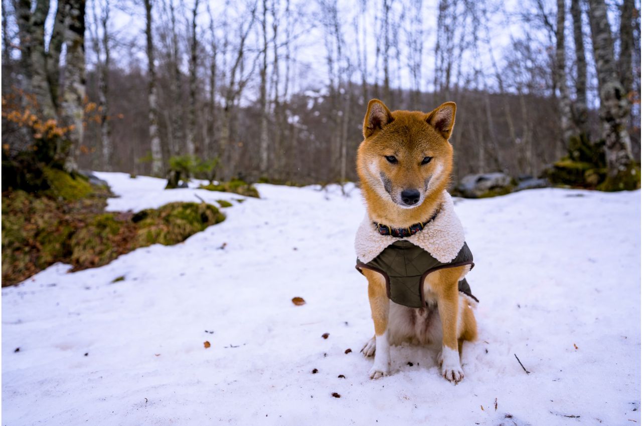 Dog standing on the snow