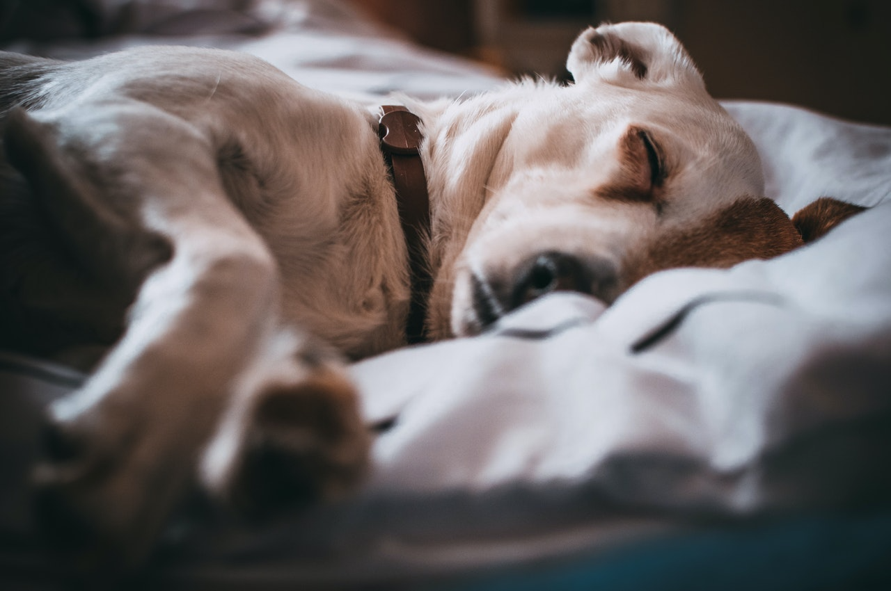 dog sleeping on a bed