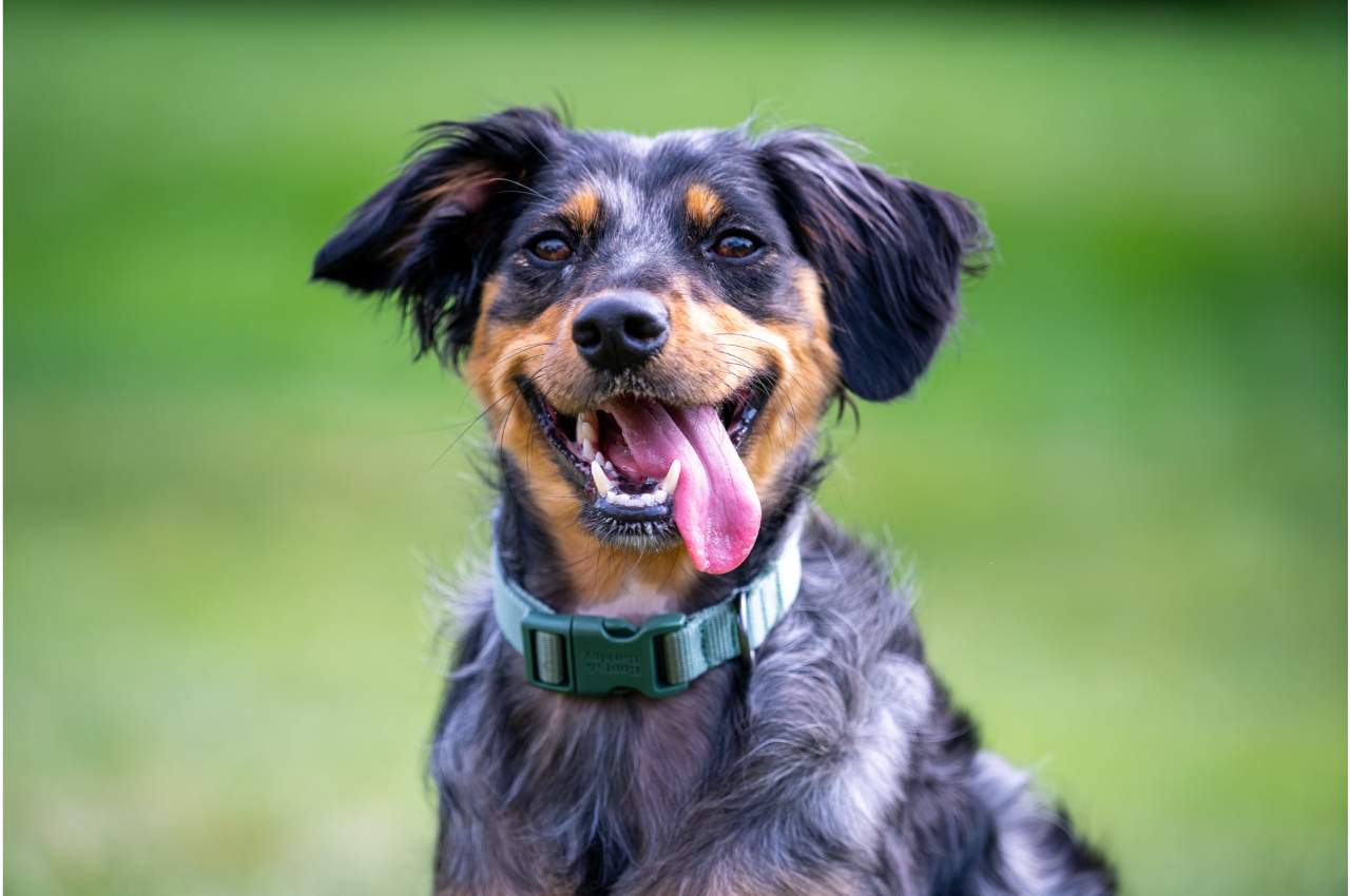 Black and brown dog with green collar