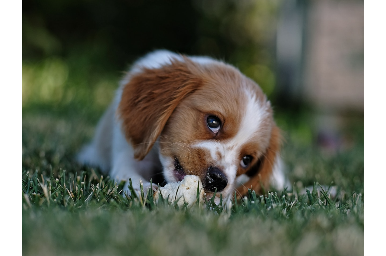 brown and white puppy eating