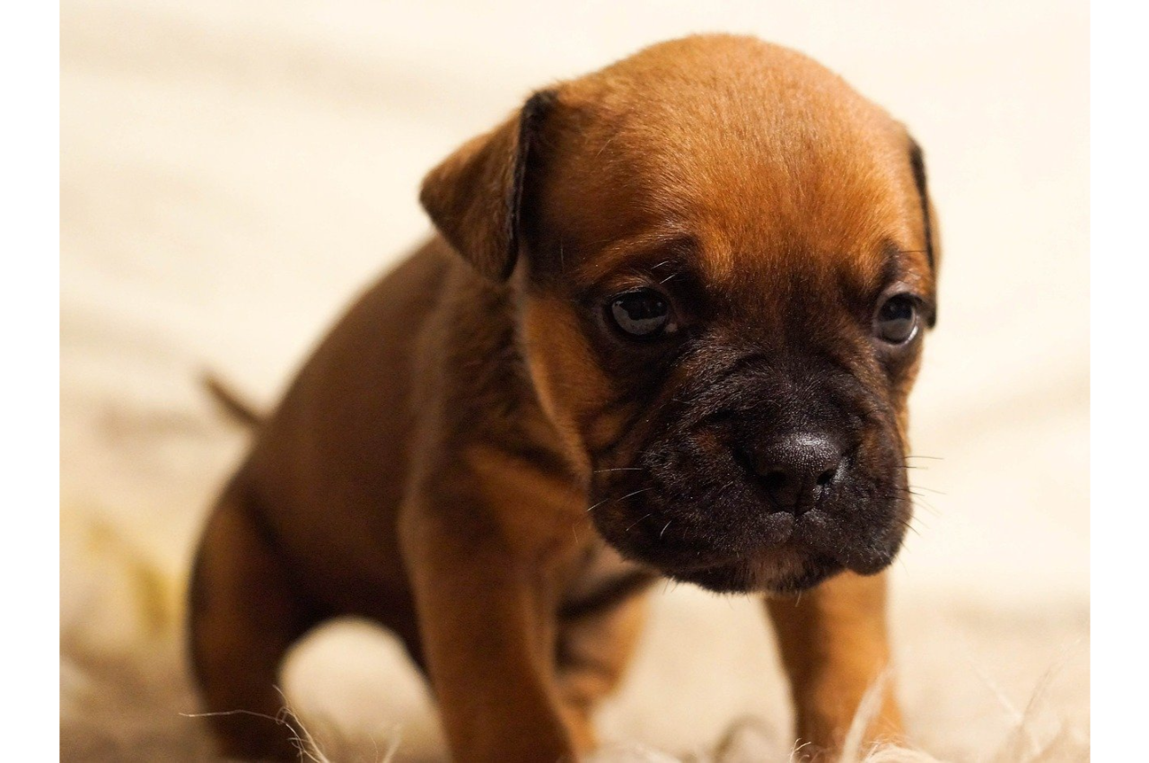 brown puppy