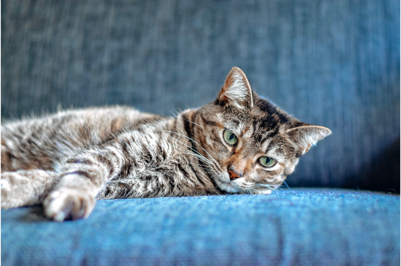 Striped cat laying on a couch