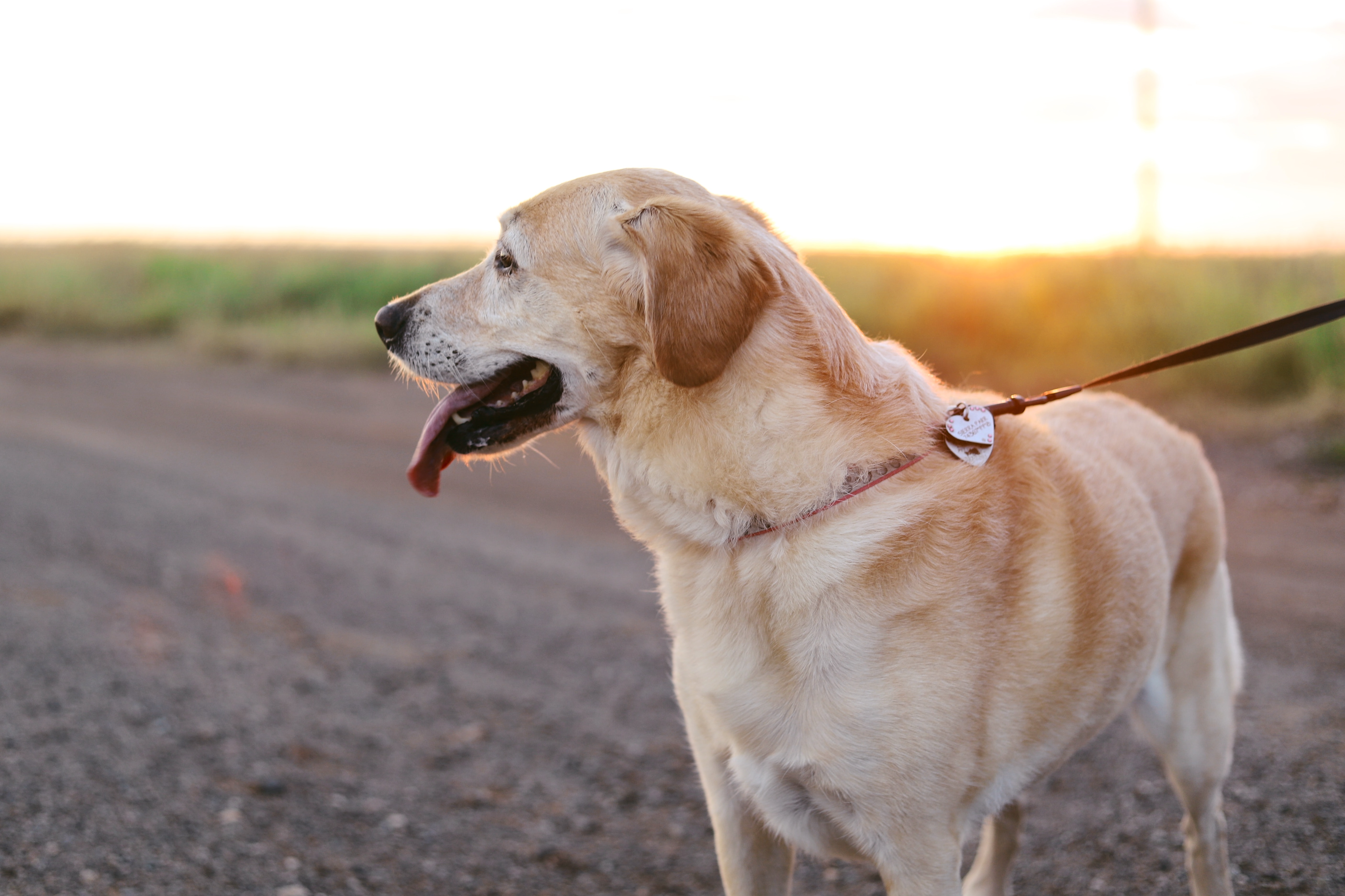 Dog walking outdoors