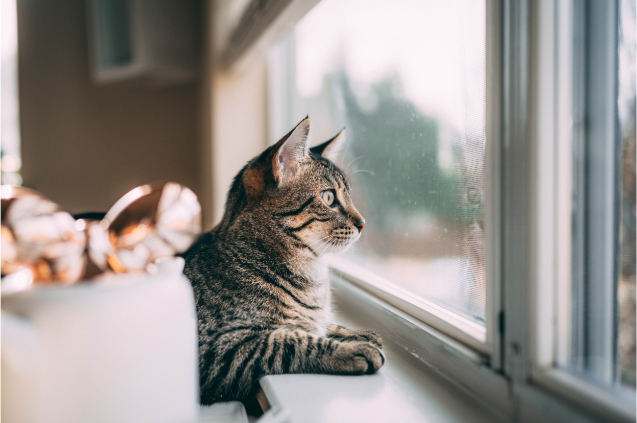 Cat looking through the window