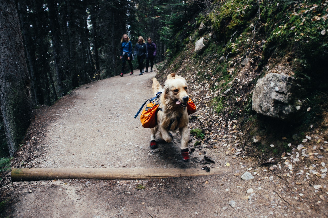 Dog walking on a trail