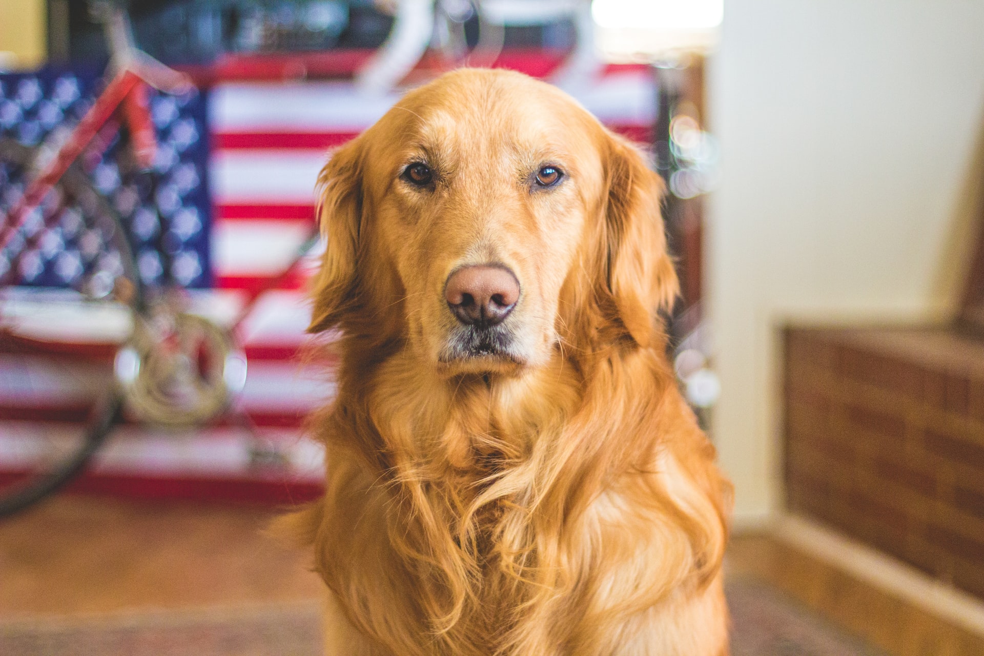 Golden retriever dog