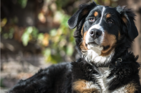 Learn About Early Detection Screening Tests for Your Senior Pet