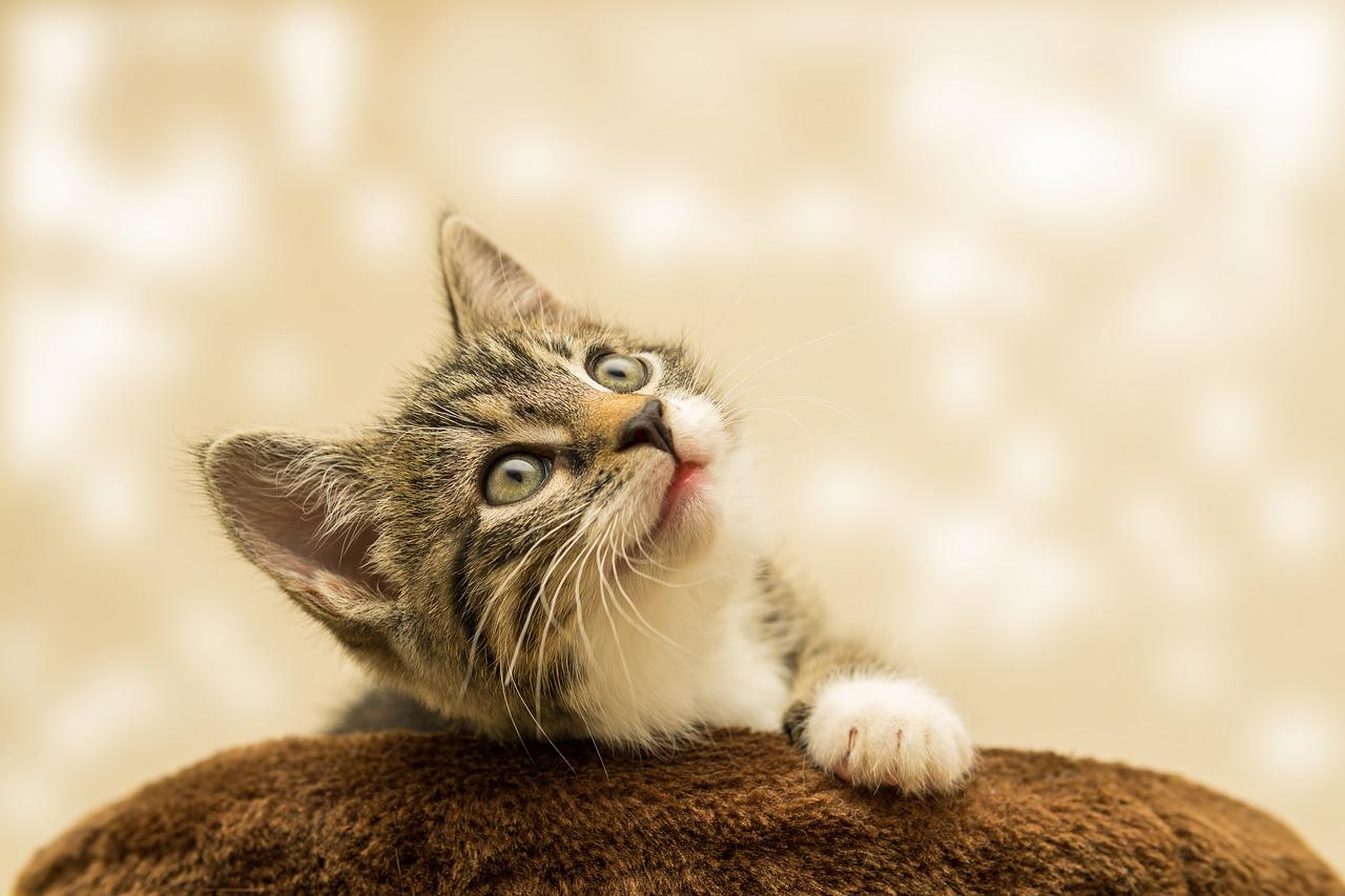 Close-up of a gray and white kitten looking up