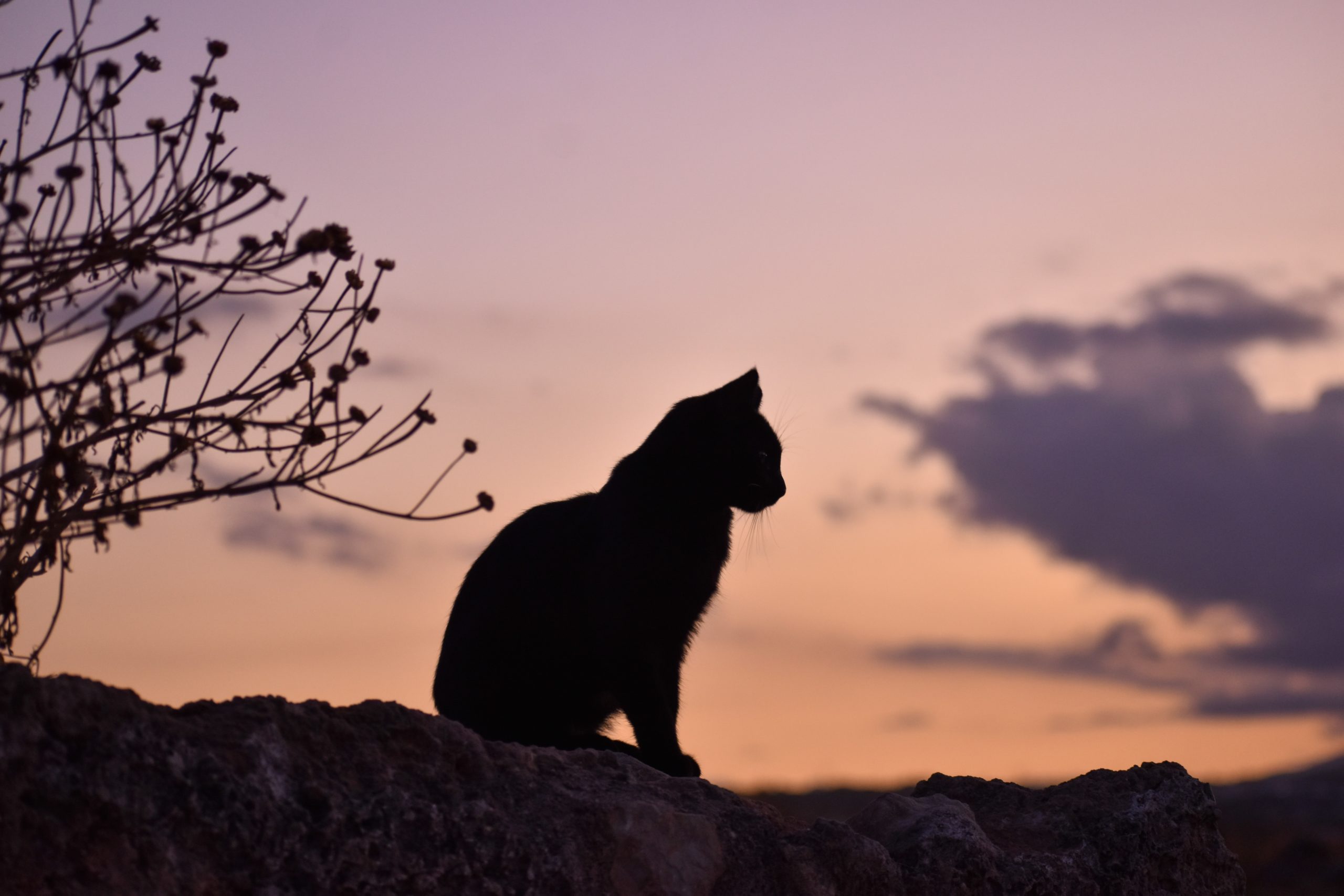 Silhouette of black cat sitting on a fence with orange sunset behind it.