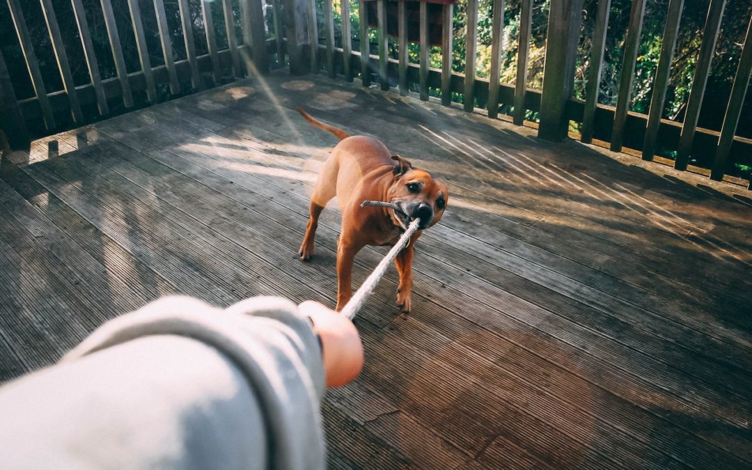 Dog biting a rope of person holding rope