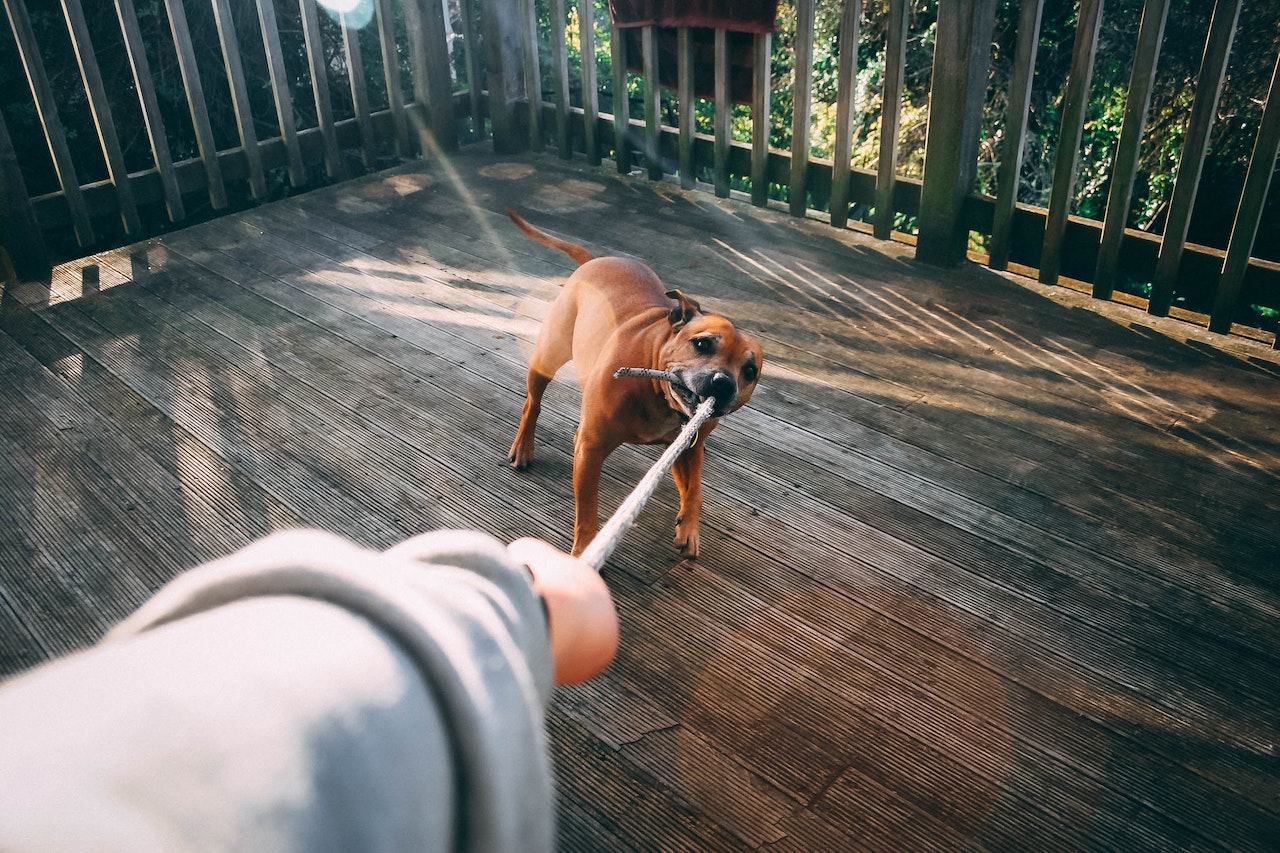 Dog biting a rope of person holding rope