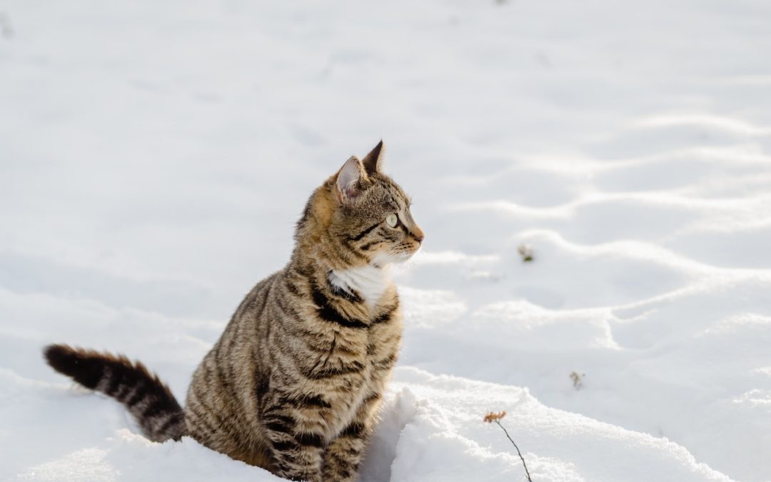 The Potential Warnings of a Winter Pet Emergency